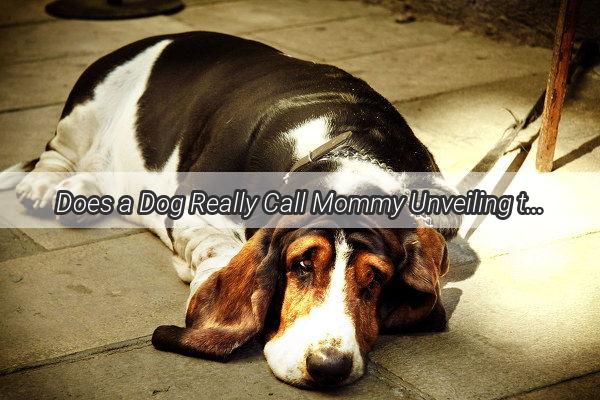 Does a Dog Really Call Mommy Unveiling the Heartwarming Truth About Canine Communication